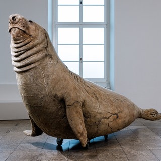 Dermoplastik des Südlichen See-Elefanten „Tristan“