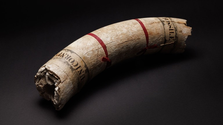 „Einhorn“: Stoßzahnfragment eines Wollhaarmammuts