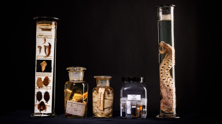 Alkoholsammlung: Verschiedene Glasbehälter mit Objekten