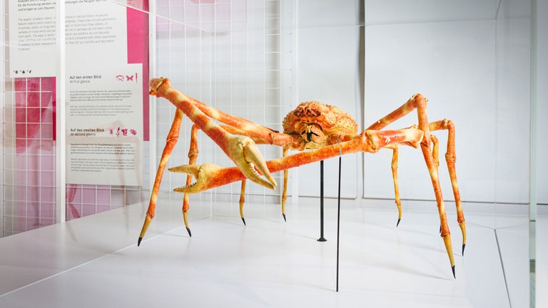 Männliche Japanischen Riesenkrabbe