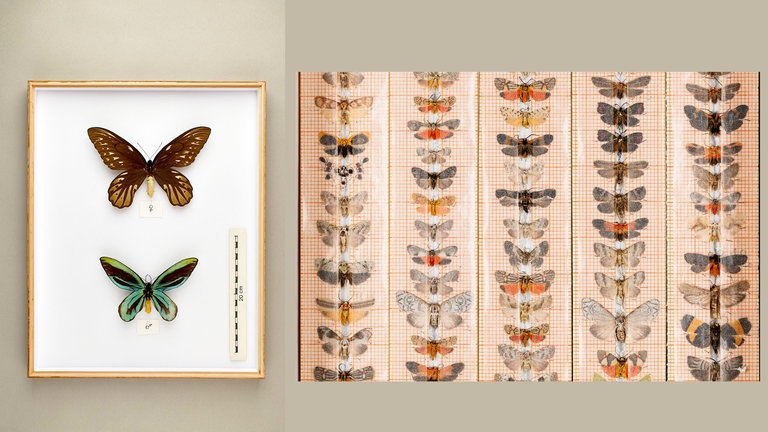 Königin-Alexandra-Vogelflügler