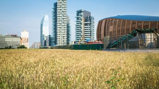 "Wheatfield" ist das Land-Art-Werk der amerikanischen Künstlerin Agnes Denes, das aus einem 50.000 Quadratmeter großen, mit Weizen bepflanzten Feld in der Nähe der futuristischen Wolkenkratzer von Porta Nuova in der Mailänder Metropole besteht. Archivfoto