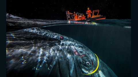 WinterWale – Fotografien von Audun Rikardsen im Naturkundemuseum Reutlingen