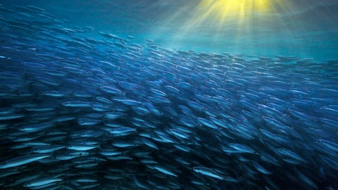 WinterWale – Fotografien von Audun Rikardsen im Naturkundemuseum Reutlingen