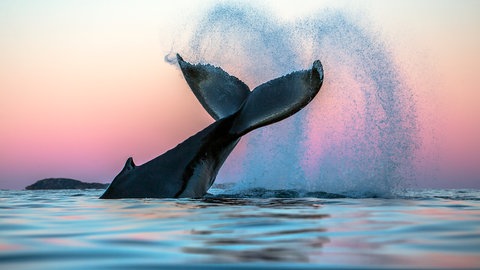 WinterWale – Fotografien von Audun Rikardsen im Naturkundemuseum Reutlingen