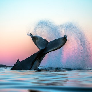 WinterWale – Fotografien von Audun Rikardsen im Naturkundemuseum Reutlingen