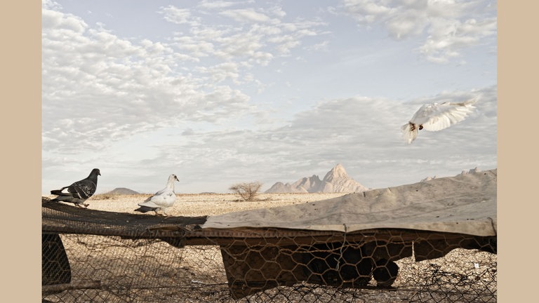 Uri-khobs Tauben, 2017