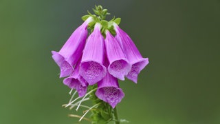 Roter Fingerhut (Digitalis purpurea)