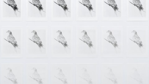 Lynn Gerstmair zeigt in „Über das Verschwinden“ die letzte amerikanische Wandertaube