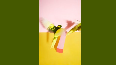 Kristin Schnell, Birds on Stage 9, 2023