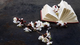 Ein aufgeschlagenes Buch liegt neben einem zwei Kirschblüten | Trend aus Japan: Wie Romane uns heilen können