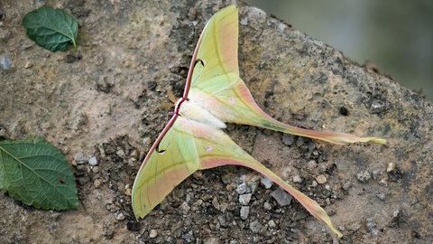 Chinesischer Mondspinner auf dem Waldboden