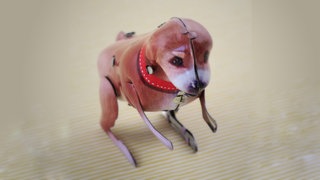 historischer Spielzeughund aus Blech; Illustration für das Gedicht "Der Rückwärtssalto-Hund auf Weihnachtsmärkten" von Clemens Setz