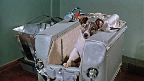 Der erste Hunde-Kosmonaut Laika
