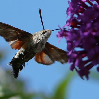 Insekten und Tierwelt im Garten Muenchen, im Bild: Taubenschwaenzchen