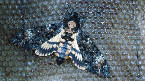 Totenkopfschwärmer auf einer Bienenwabe