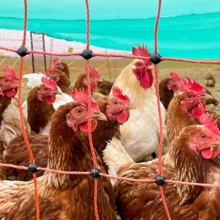 Eine Schar voll Hühner in einem überdachten Freilaufstall