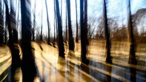 Tree shapes and shadows and water Decatur, Alabama, United States