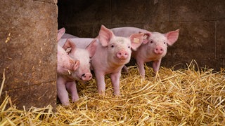 Vier Ferkel auf einem Bauernhof