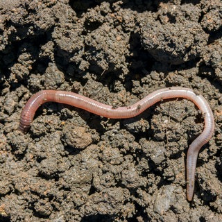 Ein Regenwurm oberhalb der Erde