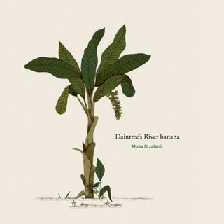 Iida Turpeien: Elegie für eine verlorene Banane