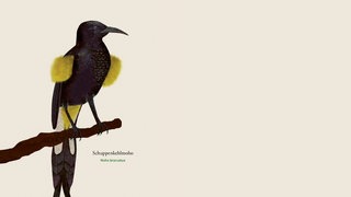 Das letzte Lied des Kaua’i’ō’ō. Dating-Protokoll. Duett für einen Bass