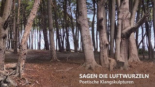 Cover, Sagen die Luftwurzeln, Jürgen Nendza und Matthias Kratzenstein 