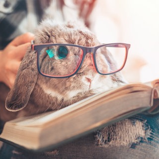 Hase mit Brille auf einem Buch