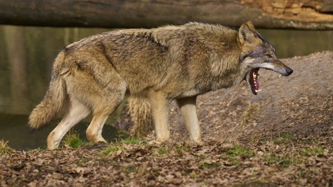 Ein Wolf gähnt am Ufer eines Flusses im Wald