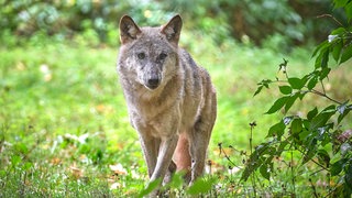 Ein Europäischer Wolf läuft durch das Grün im Wildgatter Oberrabenstein