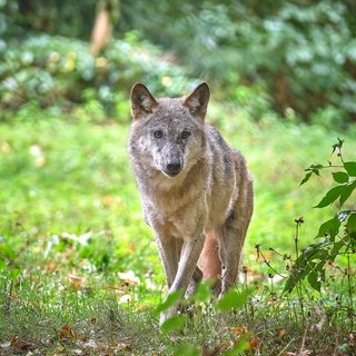 Ein Europäischer Wolf läuft durch das Grün im Wildgatter Oberrabenstein