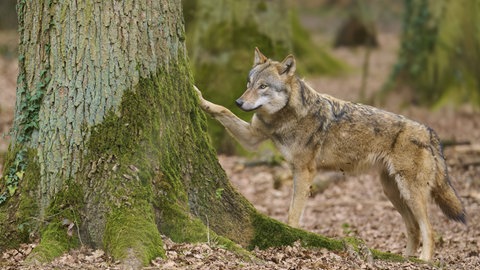 Ein Wolf mit erhobener Pfote berührt einen Baum im Wald