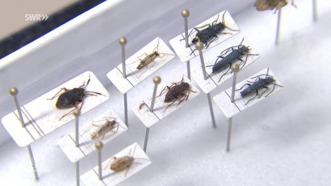 Ausgestellte Insekten