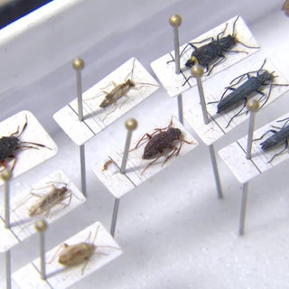 Ausgestellte Insekten