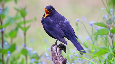 Amsel-Männchen mit offenem Schnabel singt, sitzt auf einer Wurzel