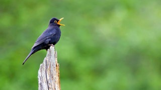 Singendes Amsel-Männchen auf einem Holzstumpf