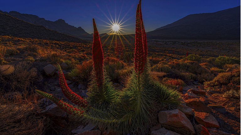 Sonnenstern während der Goldene Stunde im Teide Nationalpark mit Roten Tajinasten im Vordergrund Sun star dur