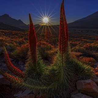 Sonnenstern während der Goldene Stunde im Teide Nationalpark mit Roten Tajinasten im Vordergrund Sun star dur