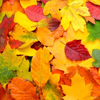 Bunte Herbstblätter