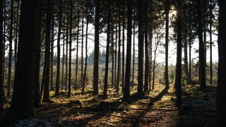 Wald im Sonnenlicht