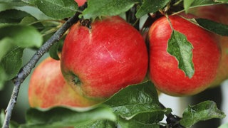 Äpfel hängen an einem Baum