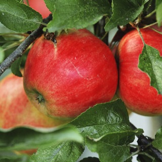 Äpfel hängen an einem Baum
