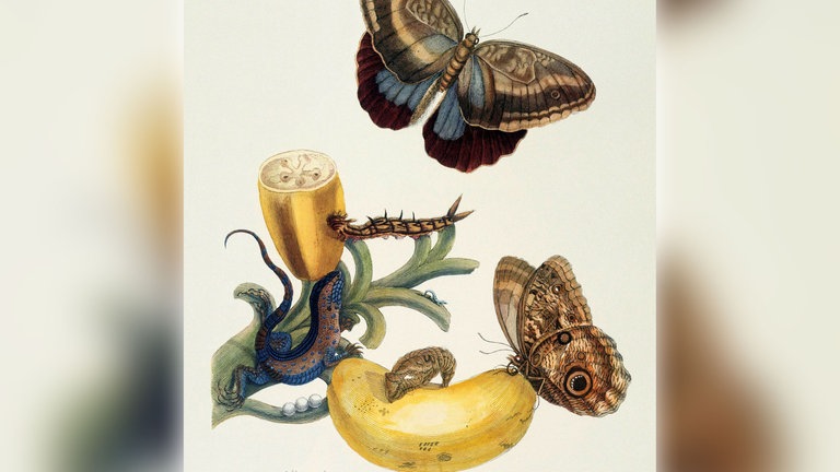 Maria Sibylla Merian: Bananenfrucht und Caligo (Musa sapientium und Caligo teucer)