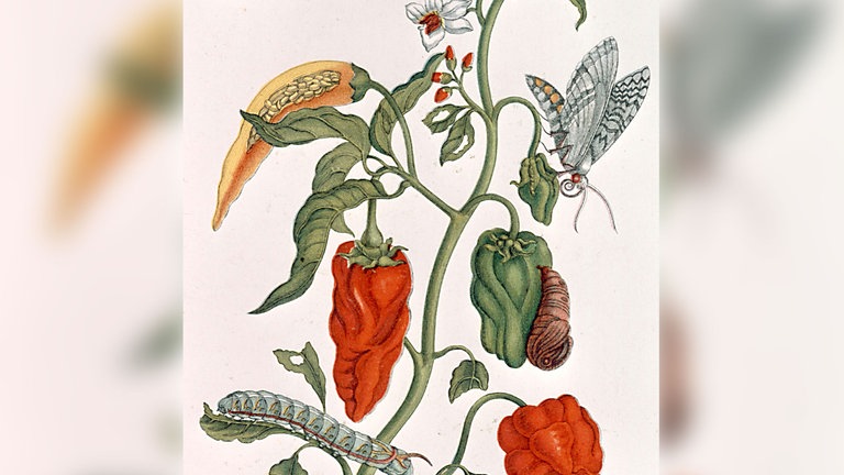 Maria Sibylla Merian: Spanischer Pfeffer (Capsicum annuum) und Nachtfalter. 