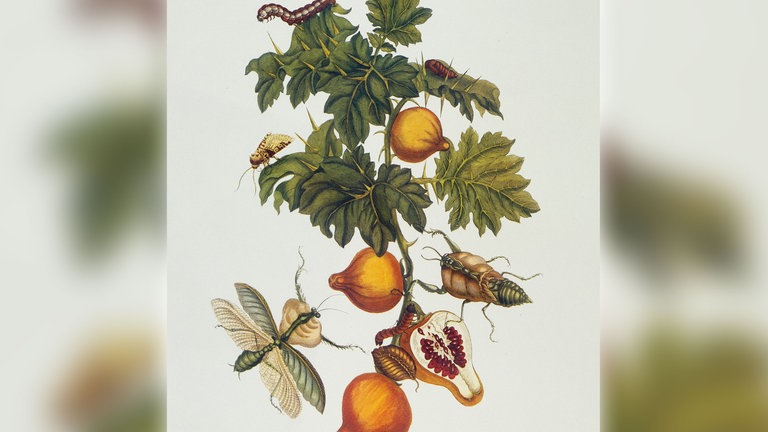 Maria Sibylla Merian: Fledermausapfel und Gottesanbeterin (Solanum mammosum)