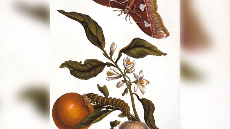 Maria Sibylla Merian: Botanik: Orange (Citrus aurantium) und Nachtfalter (Pfauenspiegel).