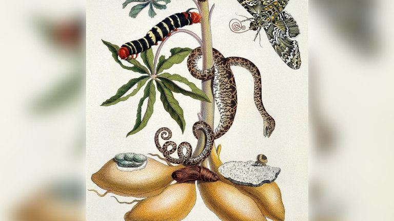 Maria Sibylla Merian: Maniok (Manihot utilissima) und Riesen-Pfeilschwanz (Nachtfalter). 