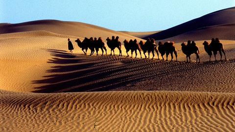 Kamele in der Taklamakan-Wüste, Provinz Xinjiang (06.02.2004).