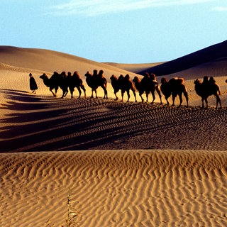 Kamele in der Taklamakan-Wüste, Provinz Xinjiang (06.02.2004).