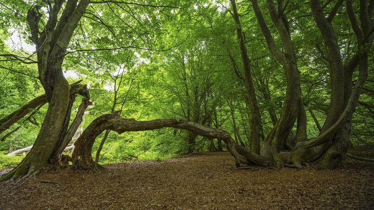 Gebogene Buche (Fagus), die zu einem anderen Baum gewachsen ist, Urwald Sababurg, Gutsbezirk Reinhardswald, Hofgeismar, Hessen, Deutschland, Europa.